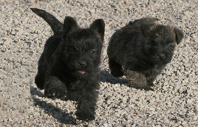 du mas du zouave - Chiots de Diablette