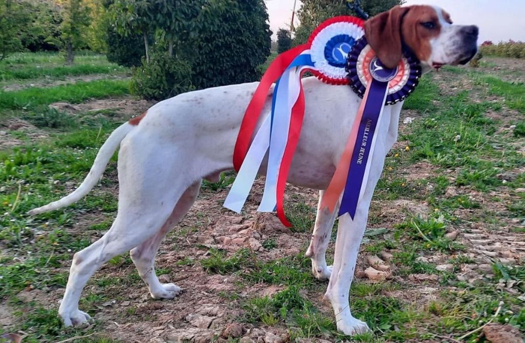 du mas du zouave - SENNA : EUROPEAN DOG SHOW  (Paris- Villepinte) 