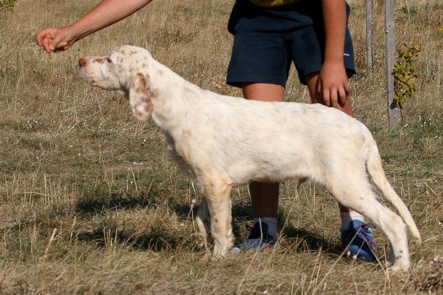 du mas du zouave - 2 chiots de 5 mois disponibles