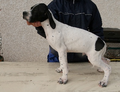 du mas du zouave - CHIOT à prix réduit