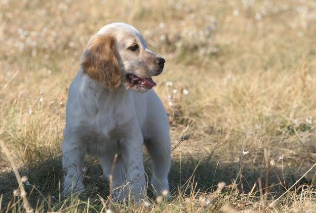 du mas du zouave - Chiots de Night et du CHIT Brio di Val di Chiana