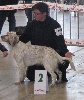  - SPECIALE SETTER BEZIERS