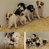  - Chiots Epice Intox