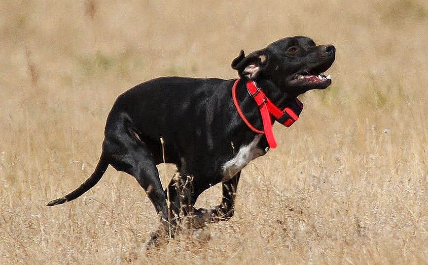 du mas du zouave - Jeune chien à vendre