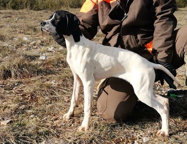 du mas du zouave - Vente de jeunes puppies de 6 à 8 mois