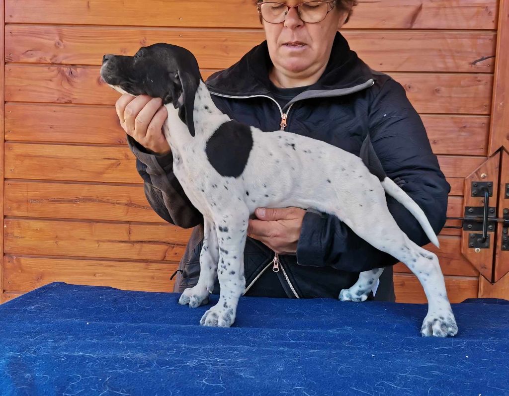 chiot Pointer du mas du zouave