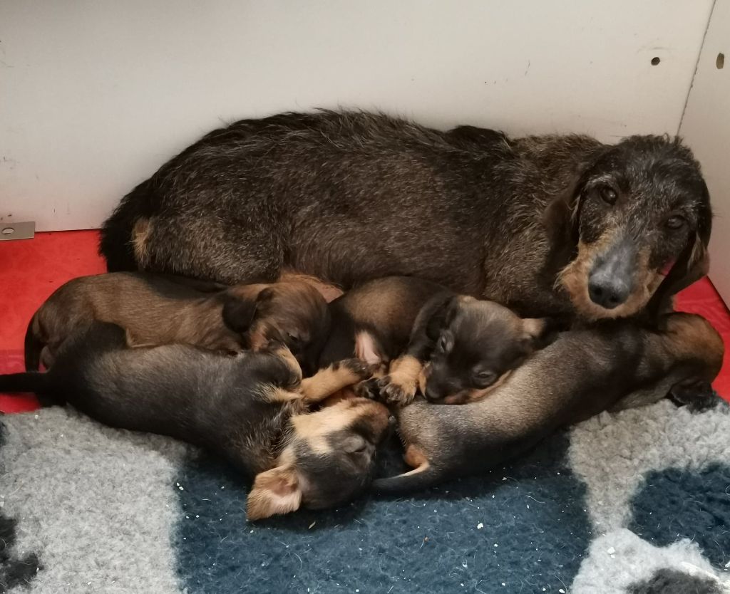 chiot Teckel poil dur du mas du zouave