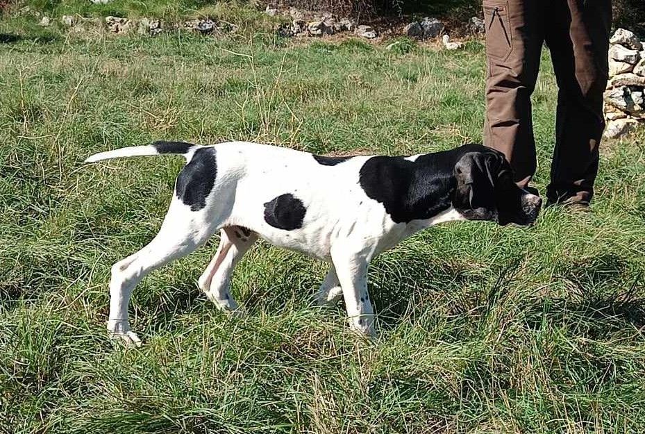 du mas du zouave - Chiot disponible  - Pointer