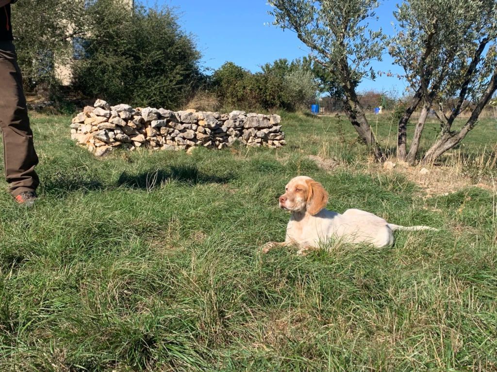 du mas du zouave - Chiot disponible  - Setter Anglais