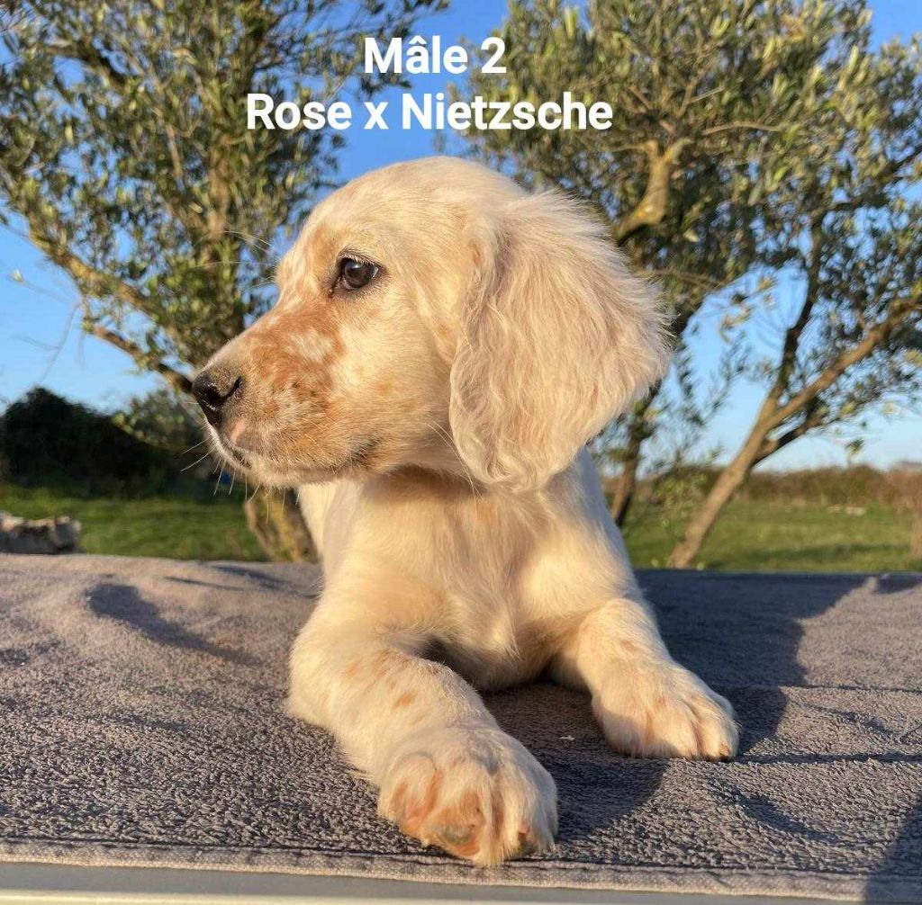 du mas du zouave - Chiot disponible  - Setter Anglais