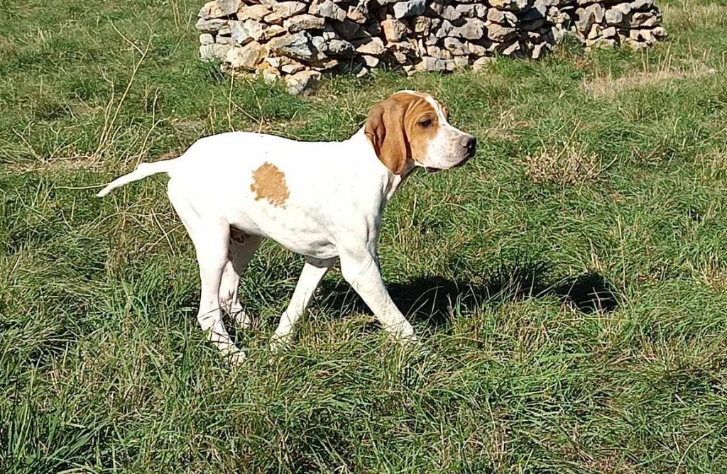 du mas du zouave - Chiot disponible  - Pointer