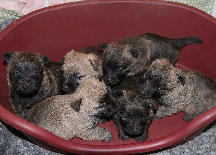 du mas du zouave - Cairn Terrier - Portée née le 04/01/2016