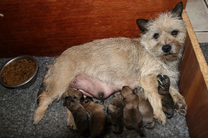 du mas du zouave - Cairn Terrier - Portée née le 30/07/2015