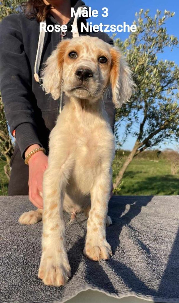 du mas du zouave - Chiot disponible  - Setter Anglais