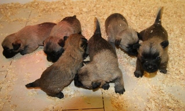 du mas du zouave - Cairn Terrier - Portée née le 05/05/2016