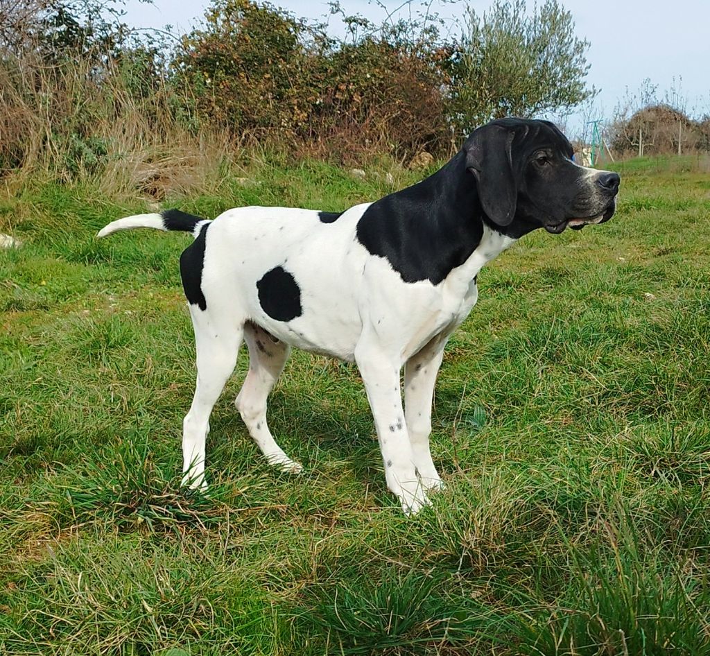 du mas du zouave - Chiot disponible  - Pointer