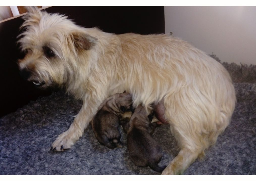 du mas du zouave - Cairn Terrier - Portée née le 20/07/2017