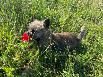 du mas du zouave - Cairn Terrier - Portée née le 03/03/2024