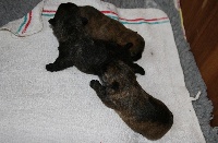 du mas du zouave - Cairn Terrier - Portée née le 20/06/2012