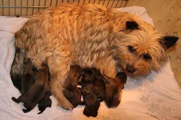 du mas du zouave - Cairn Terrier - Portée née le 21/06/2014