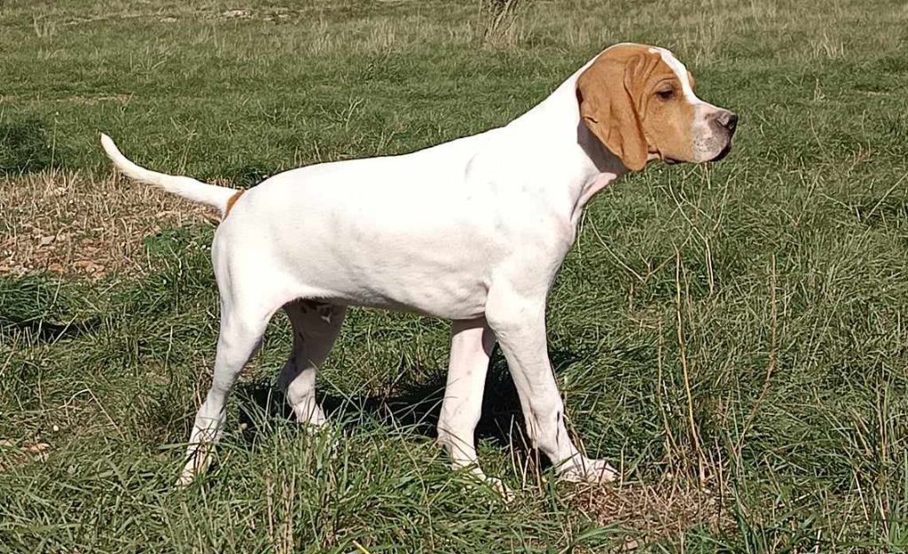 du mas du zouave - Chiot disponible  - Pointer