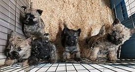 du mas du zouave - Cairn Terrier - Portée née le 18/09/2021