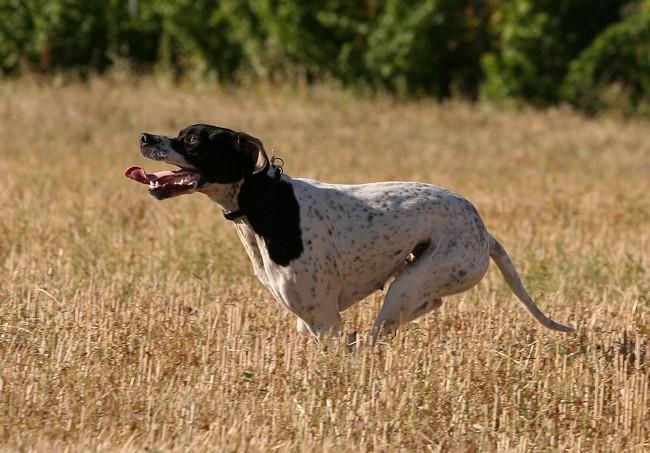 Cibelle du mas du zouave