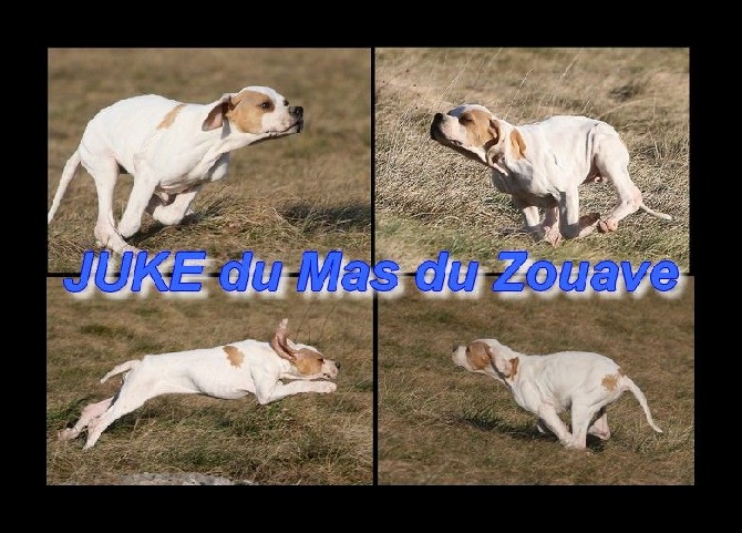 du mas du zouave - JUKE