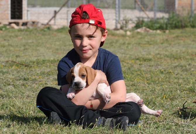 du mas du zouave - 1 mois 1/2 pour les chiots