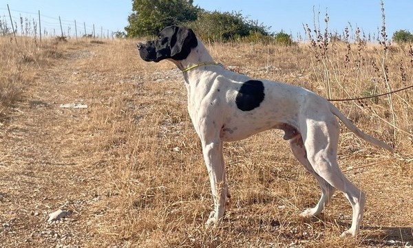 Pointer débourré sur perdrix