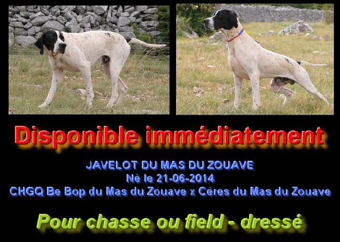 du mas du zouave - CHIEN A LA VENTE (suite)