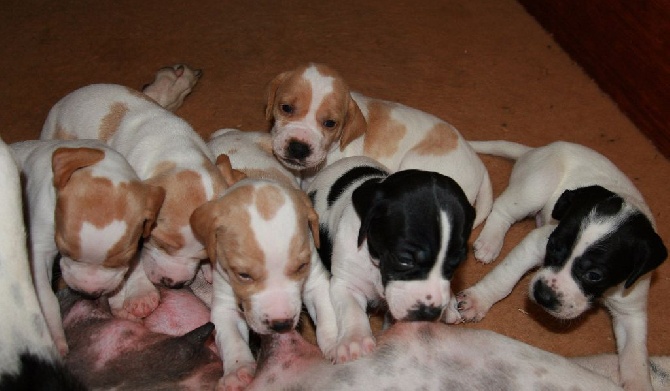 du mas du zouave - CHIOTS ROLAN x HANOOK
