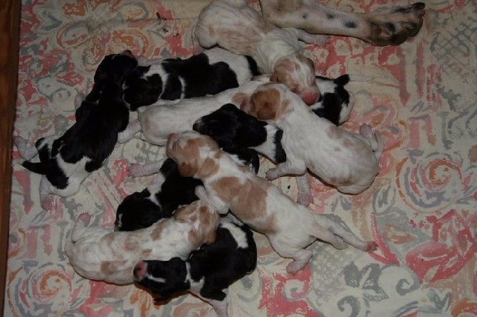 du mas du zouave - Les chiots de Mosé sont arrivés !