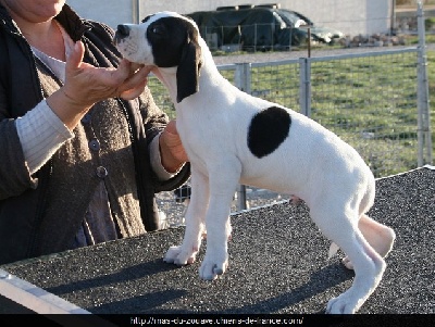 du mas du zouave - Photos chiots Eicha x Be Bop