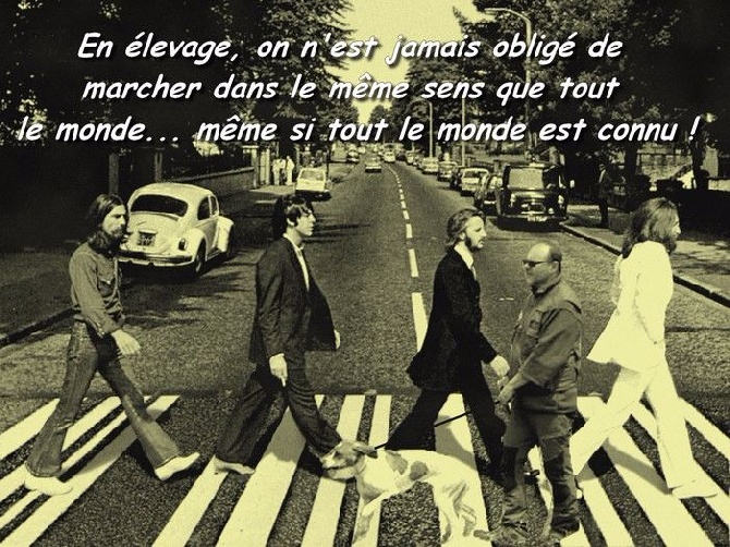 du mas du zouave - Elevage