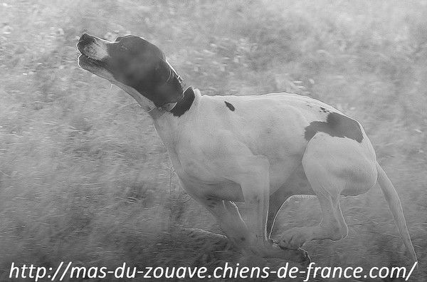du mas du zouave - Prochaine saillie