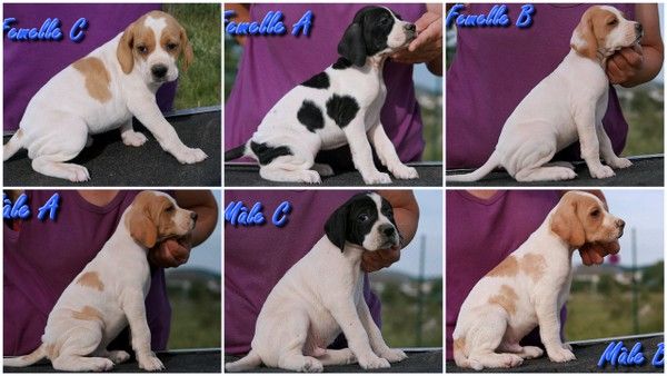 du mas du zouave - Nouvelles photos des chiots