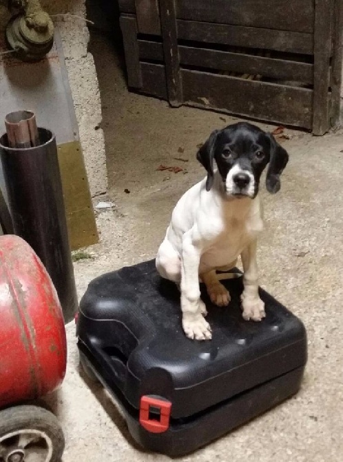 du mas du zouave - Un vrai chien de travail
