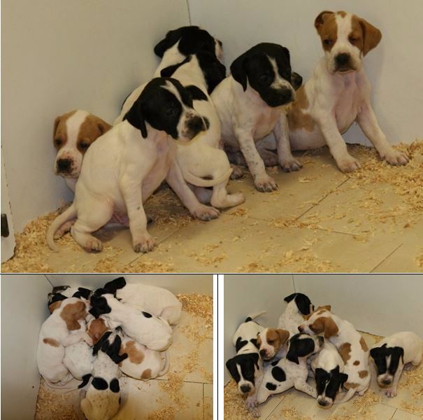 du mas du zouave - Chiots Epice Intox