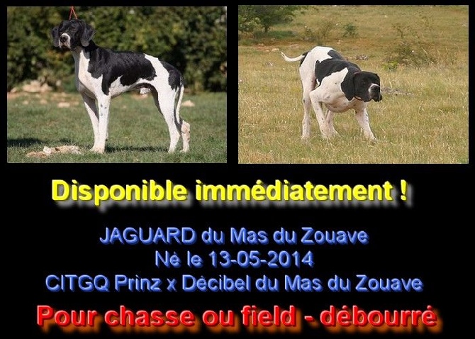 du mas du zouave - CHIEN A LA VENTE