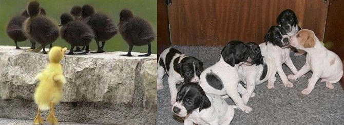 du mas du zouave - Photos des chiots de Ionique et Giro