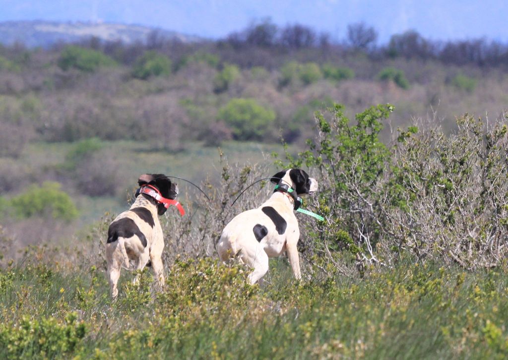 du mas du zouave - Chiens pour ouverture 2023