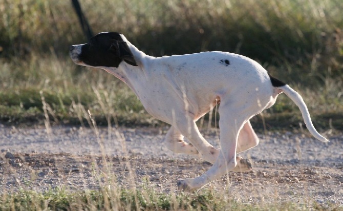 du mas du zouave - Photos chiots CERES x BE BOP