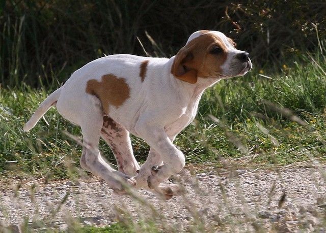 du mas du zouave - Chiots Epice x Intox