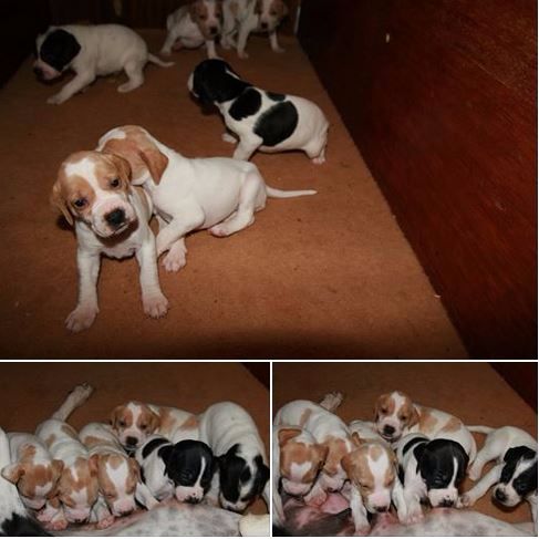 du mas du zouave - Photos des chiots de Hanook