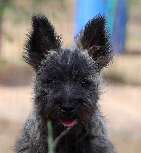 du mas du zouave - Chiots disponibles - Cairn Terrier