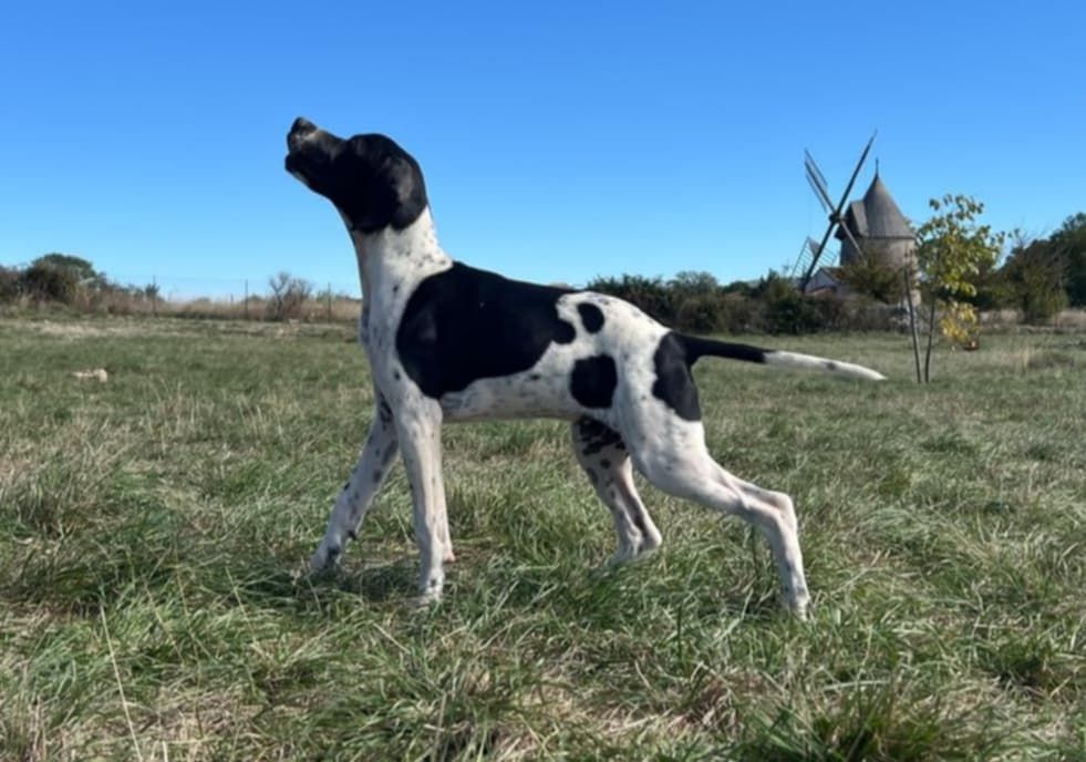 du mas du zouave - Chiots disponibles - Pointer