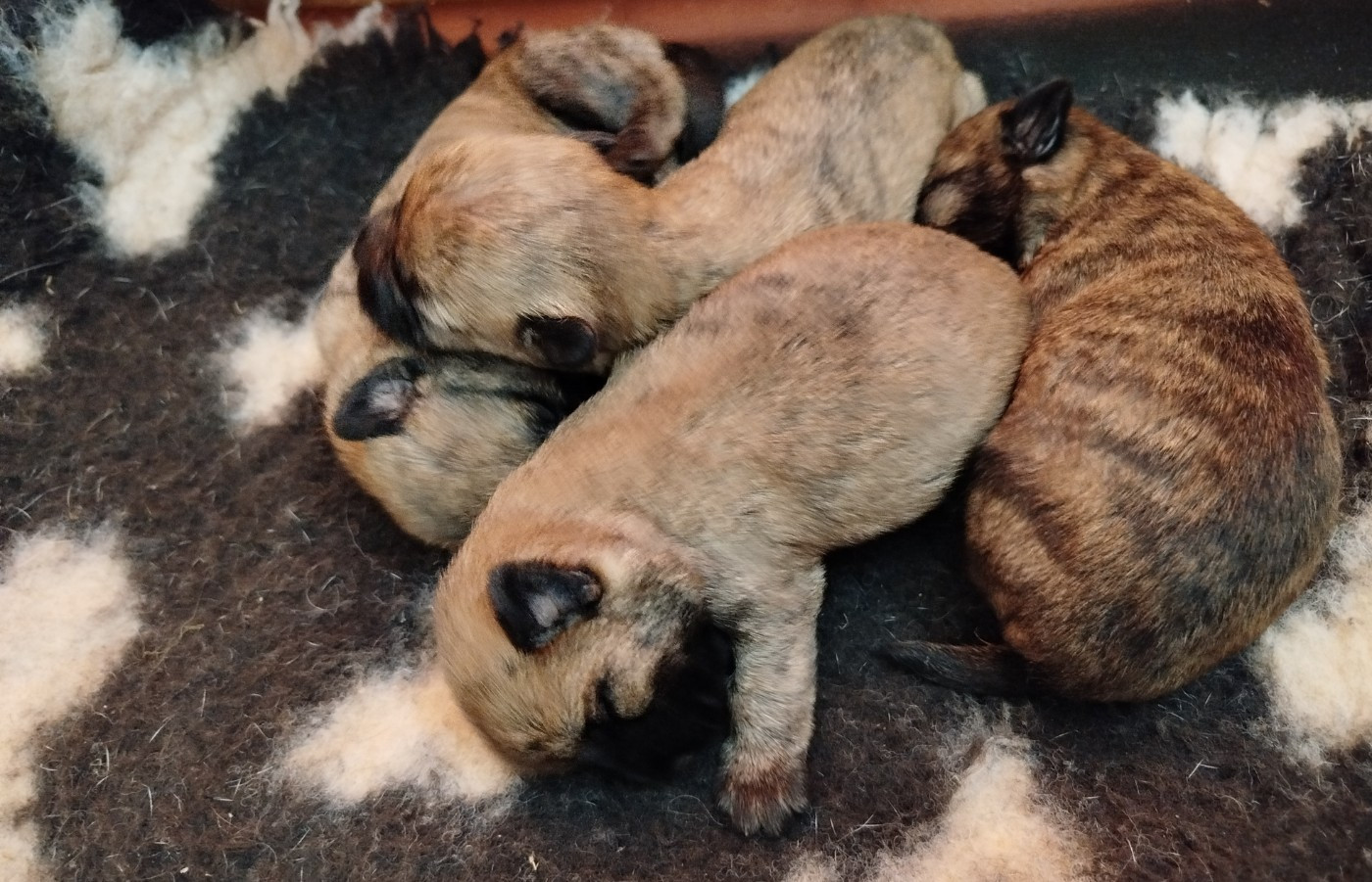 Chiot Cairn Terrier du mas du zouave