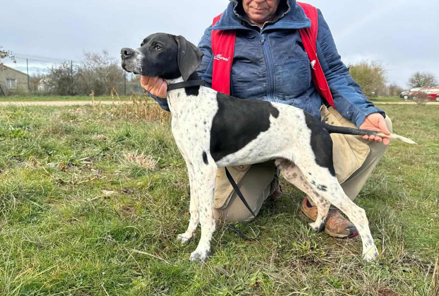 du mas du zouave - Chiots disponibles - Pointer