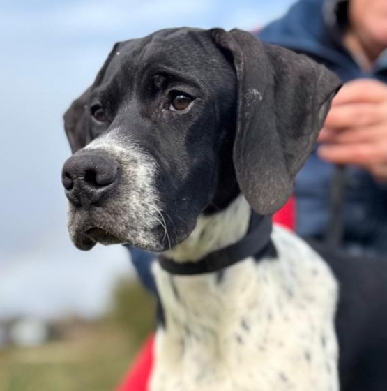 du mas du zouave - Chiots disponibles - Pointer